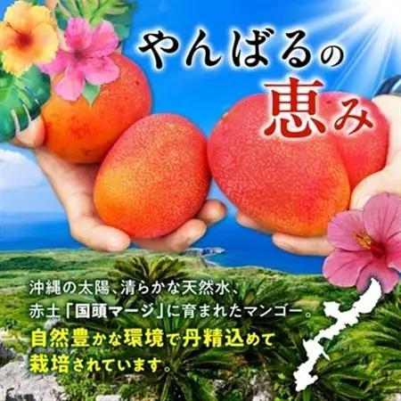 【2026年7月から順次発送・優品】燦々マンゴー1.0kg(2～3玉)_マンゴー_【1619776】