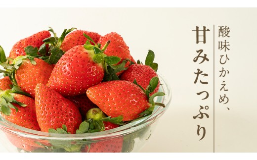《 2027年 収穫分 》 完熟 やよいひめ 260g×2パック 国産 いちご イチゴ 苺 くだもの 果物 フルーツ 冬 春 旬 [BC026sa]