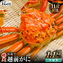 【ふるさと納税】【先行予約】天然 越前がに 特大 (茹で前1.1～1.3kg) × 1杯 冷蔵 ボイル済 届いてすぐお召し上がり可能！ タグ付 福井を代表する冬の味覚！【2024年11月中旬以降順次発送予定】【 越前ガニ 越前蟹 かに ずわい ズワイ 福井】