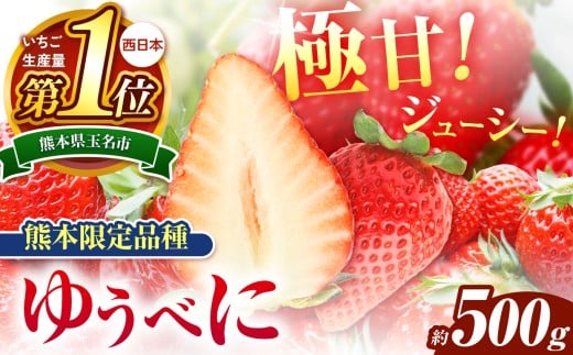 熊本限定品種 ゆうべに 約 500g | フルーツ 果物 くだもの 苺 いちご  熊本県 玉名市