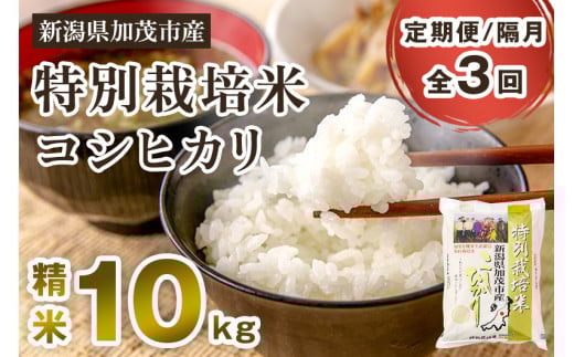 【令和7年産】【定期便3回隔月お届け】特別栽培米 コシヒカリ 精米 10kg（5kg×2）《順次出荷》  白米 従来品種コシヒカリ 加茂有機米生産組合 新潟県 加茂市産 白米 米 お米 定期便