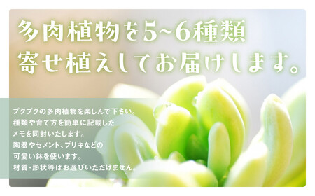 多肉植物の寄せ植え L ギフト 観葉植物 多肉植物 寄せ植え インテリア
