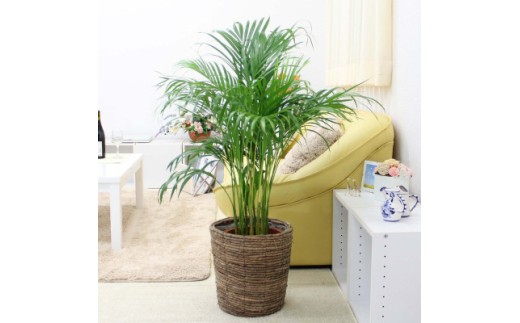 【観葉植物】アレカヤシ 8号 ブラウンバスケット鉢カバー 土の表面:ウッドチップ【観葉植物 インテリア 部屋 おしゃれ 福岡県 筑前町 送料無料 AG020】