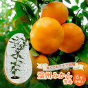 【ふるさと納税】鉢植え 苗木 温州みかん 6号 青島 高さ約70～90cm 大玉で甘～い みかんの木 植物 ガーデン ガーデニング　【朝倉市】