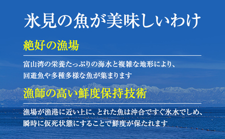 【配送地域限定】 産地直送 氷見漁港 朝どれ鮮魚お刺身セット 土日祝日配達希望