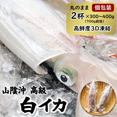 【便利な個包装】高級朝とれ白いか　2杯セット(2杯×300～400g)700g前後　高鮮度3D凍結【配送不可地域：離島】