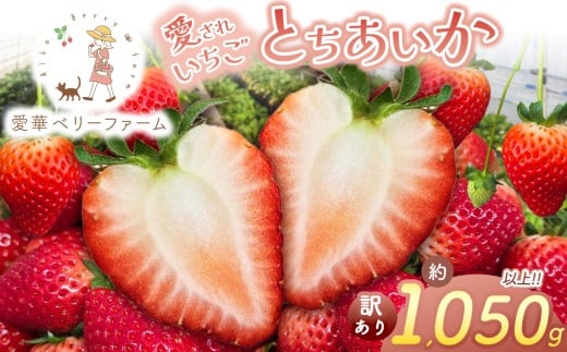 【2月発送】いちご王国の愛され苺 とちあいか 訳あり 1050g｜2026年 先行予約 2月 苺 いちご イチゴ ストロベリー strawberry 厳選 手作り 特産品 美味しい おいしい 旨い 美味い 人気 旬 新鮮 栃木県 真岡市 送料無料