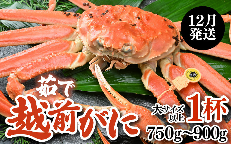 
            【先行予約】【12月発送限定】茹で越前がに 1杯 750g～900g（大サイズ以上）《新鮮！茹でたてを発送》／ 高級 福井 ブランド ズワイガニ 黄色タグ ボイル 冷蔵 蟹 カニ 期間限定【年内発送受付 12月23日まで】※2025年12月上旬～2025年12月25日の間で発送予定 [aw002-x003_12]
          