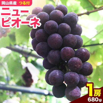 岡山県産ニューピオーネ（1房680g以上）1房入り 令和8年産先行受付《2026年9月中旬-10月下旬頃出荷》【配送不可地域あり】---H-33b---