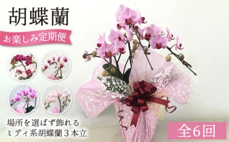 【全6回定期便】胡蝶蘭 お楽しみ定期便 (お祝い / 開店祝い / 就任祝い) 糸島 / はざま園芸 [AND003] 鉢花 鉢花 鉢花 鉢花 鉢花 鉢花 鉢花 