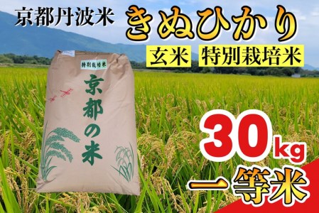【寄附額改定】【令和7年産】玄米 きぬひかり 玄米 30kg
