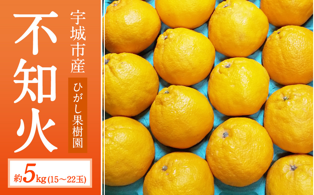 【先行予約】不知火 約5kg（15～22玉）【ひがし果樹園】【2025年3月上旬～4月下旬発送予定】柑橘 果物