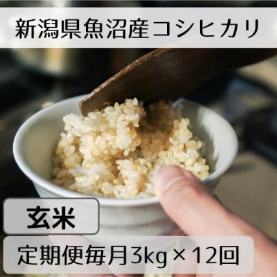 ふるさと納税 十日町市 【毎月定期便】新潟県魚沼産コシヒカリ「山清水米」玄米3kg全12回