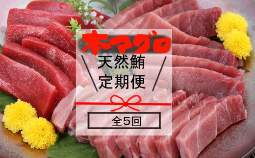 
厳選天然本マグロ 豪華お楽しみ定期便【定期便5回】セット 1回あたり約600g 【訳あり】 まぐろ 鮪 大トロ 中トロ 赤身 食べ比べ 刺身 刺し身 海鮮丼 寿司 魚 魚介類 冷凍 定期便 5回 コロナ 支援品
