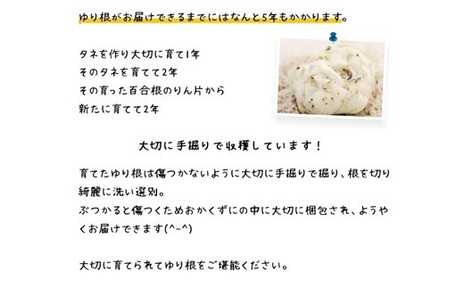 【先行予約】北海道ニセコ町 ゆり根M-L混みサイズ2kg【2026年産】