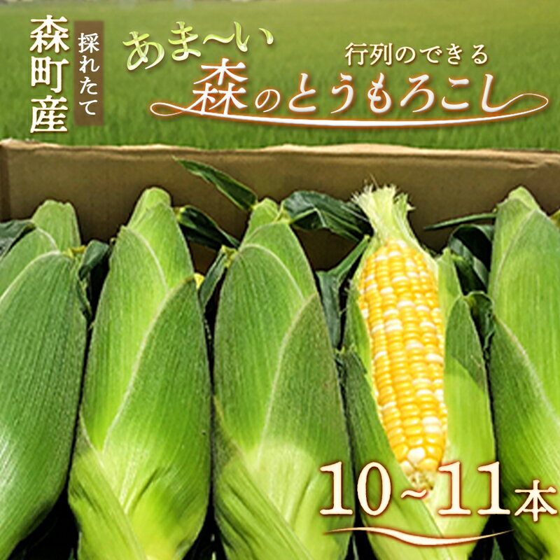 【ふるさと納税】とうもろこし 先行予約 森のとうもろこし 10～11本 産地直送 野菜 夏野菜 夏 2026年　お届け：2026年6月上旬から順次発送