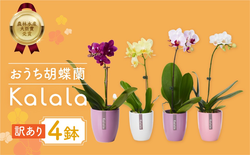 
                  胡蝶蘭 ラン 胡蝶蘭『カララ』 4鉢 訳あり セット 花 鉢花 鉢植え 豊橋市 胡蝶蘭 ラン 胡蝶蘭 ラン 胡蝶蘭 ラン 胡蝶蘭 ラン 胡蝶蘭 ラン 胡蝶蘭 ラン 胡蝶蘭 ラン 胡蝶蘭 ラン 胡蝶蘭 鉢花 胡蝶蘭 鉢花 胡蝶蘭 豊橋 胡蝶蘭 豊橋 胡蝶蘭 鉢花 胡蝶蘭 豊橋 胡蝶蘭 鉢花 胡蝶蘭 豊橋 胡蝶蘭 鉢花 胡蝶蘭 豊橋 胡蝶蘭 鉢花 胡蝶蘭 豊橋
                