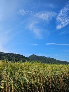 氣米　コシヒカリ　1kg ／ 百姓yukinobu 米  精米 有機栽培 三重県 度会町
