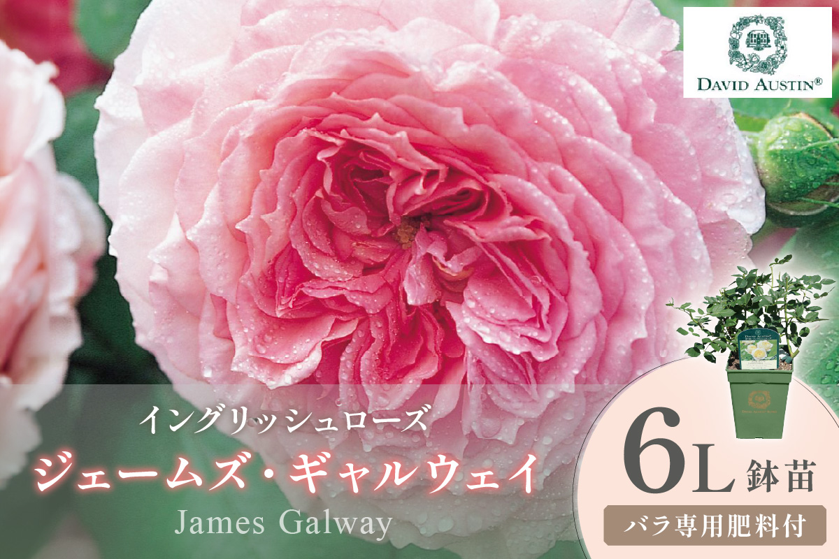 【イングリッシュローズ】デビッド・オースチン ジェームズ・ギャルウェイ 6L鉢苗（バラ専用肥料付）【025D-040】