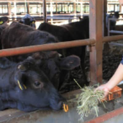 【毎月定期便】京都姫牛 切り落とし600g(ロース、モモ、カルビ)全6回【配送不可地域：離島】