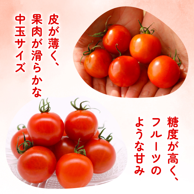 フルティカトマト 1kg | トマト フルティカトマト とまと フルーツ 果物 野菜 厳選 人気 ギフト プレゼント 贈り物 くだもの 旬 お取り寄せ 甘い 産地直送トマト 季節限定 期間限定 西島園