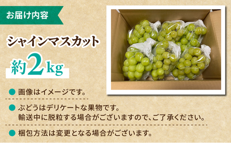 【先行受付2025年発送】シャインマスカット スタンダード 約2kg（5～6房）｜Jardin Omino　※2025年9月初旬~10月中旬に発送予定
