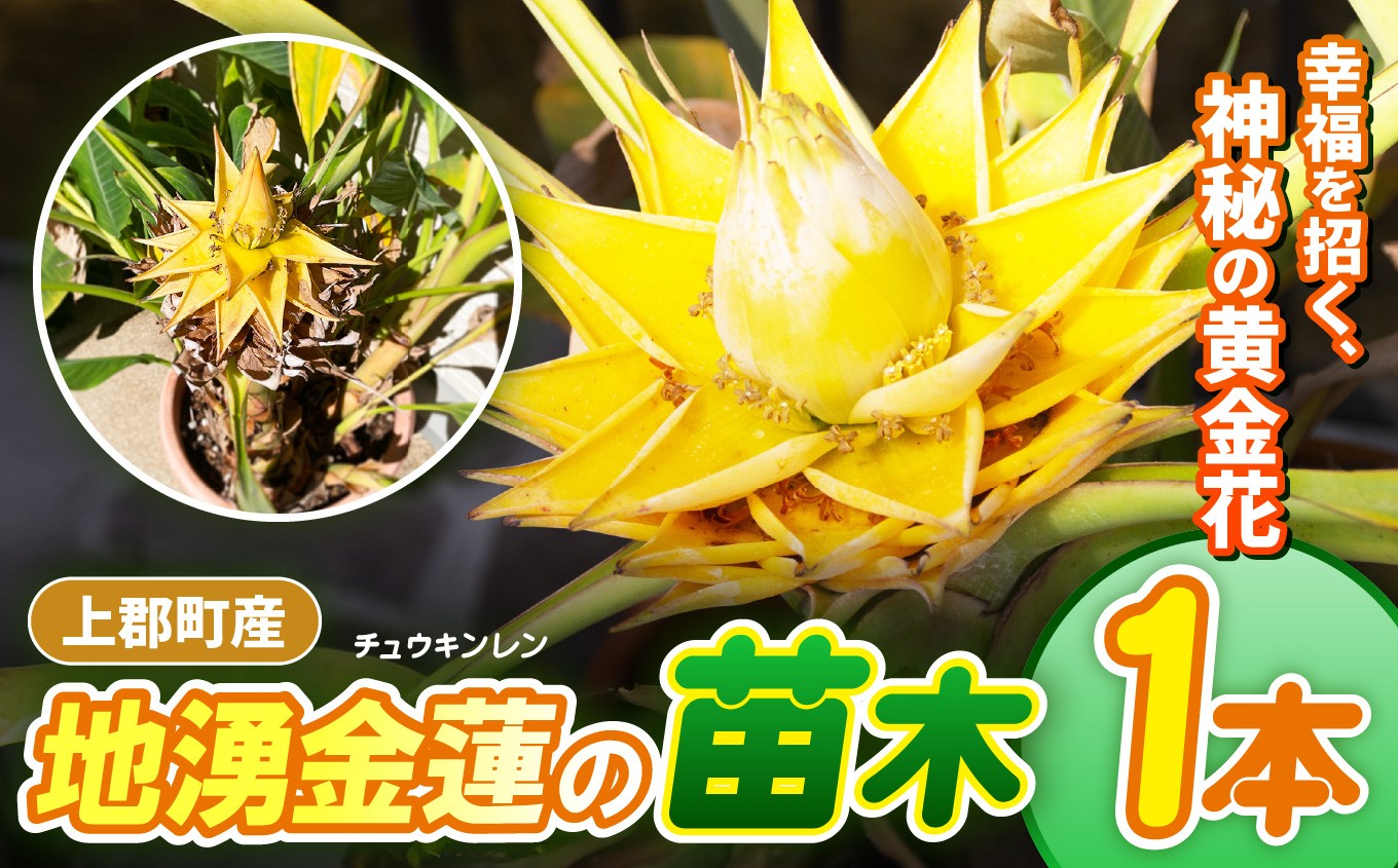 
                  上郡町産 地湧金蓮（チュウキンレン）の苗木 | 地湧金蓮 チュウキンレン 苗木 観賞 植物 花 フラワー きれい 縁起 ゲン担ぎ 開運 幸福 仏教 ガーデニング 飾り 珍しい 兵庫県 上郡町
                