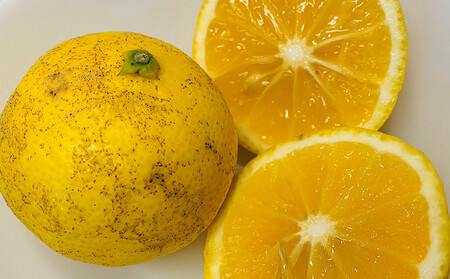 【希少フルーツ】【露地栽培】湘南ゴールド(家庭用)　3kg　2026年3月下旬頃～4月中旬頃発送予定 | 湯河原町 3kg 地域特産品 露地栽培 熟成 柑橘類 フレッシュ