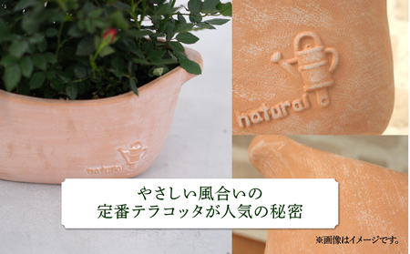 【母の日】ミニバラ レッド  鉢植え デイリーローズ 産地直送 品種おまかせ のため 訳あり [5月7日～10日 お届け] 四季咲き 花 ガーデニング 生産量 日本一 天皇杯 沖縄 離島配送不可 薔薇