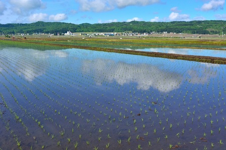 N36P484 【令和6年産 定期便】昔ながらの魚沼産コシヒカリ2kg2袋×3回（3ヶ月連続お届け）（毎月お届け）【従来品種】農園ビギン 白米 精米 米 魚沼 魚沼産 新潟県 小千谷市