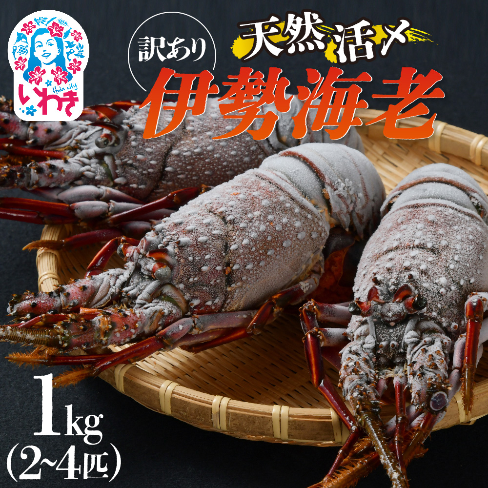 【訳アリ】 天然活き〆 福えび 1kg（2～4匹） | 急速 冷凍 海鮮 魚介類 お正月 お祝い いせえび イセエビ 福島県 いわき市 ふるさと納税  |   MF001