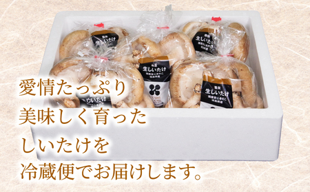 しいたけ 1kg 冷蔵 国産 徳島県 椎茸 しいたけ きのこ 肉厚 濃厚 家庭用 おかず ( 大人気しいたけ 人気しいたけ 絶品しいたけ 至高しいたけ 国産しいたけ 徳島県産しいたけ 徳島県しいたけ 