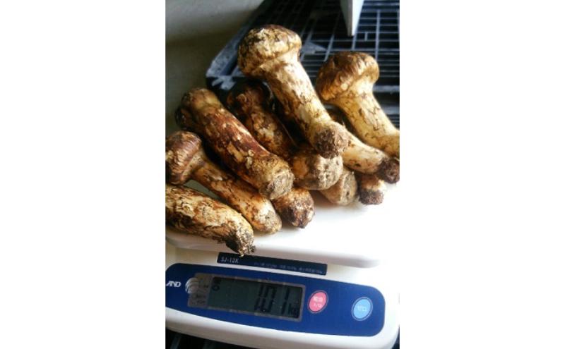 小諸市収穫　松茸　約1kg（8～15本）
