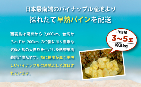 【2026年発送】南国の香り！ 早穫り完熟パイン