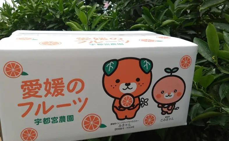 【2027年先行予約】せとか バラ詰め 約5kg【2027年2月上旬より順次出荷予定】 愛媛 数量限定 愛媛県産 人気 柑橘 伊予市｜C55