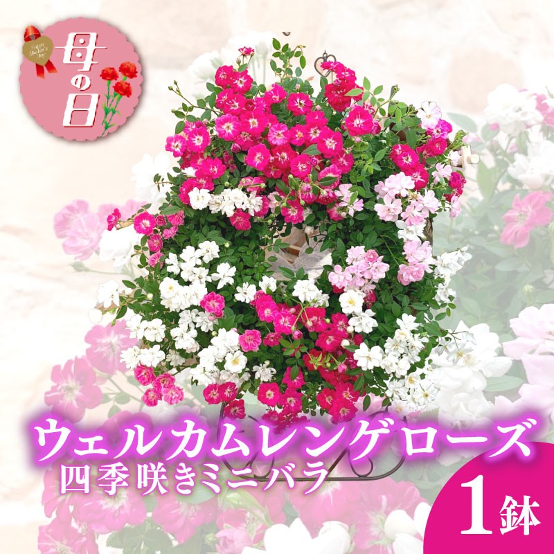 
            【先行予約】 母の日に！ レンゲローズ 四季咲き ミニバラ リング植え 花 バラ 薔薇 バスケット 贈り物 お祝い 植物 季節 生花 フラワー ギフト 母の日 2026年5月から順次発送 オンライン決済限定 静岡県 藤枝市
          