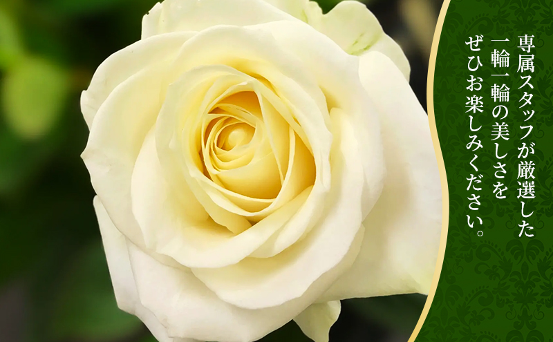 【2026年6月～9月定期便】安間ばら園 こだわりの バラ おまかせ詰め合わせ約15本 4か月定期便 花 ギフト 誕生日 記念日 花束 プレゼント バラ フラワーギフト