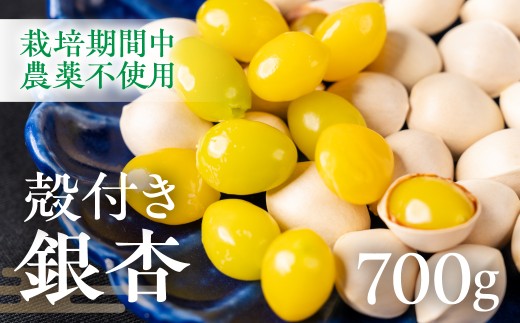 【2026年秋先行予約受付中】銀杏 700g ぎんなん イチョウ いちょう 殻付き銀杏 殻付き 国産 おつまみ 秋の味覚 栽培期間中農薬不使用 保管 常温 保存 もっちり 電子レンジ レンジ レンチン 簡単調理 茶碗蒸し ポスト投函 ネコポス 季節限定 産地直送 産直 7000円 7千円 岐阜県 大垣市