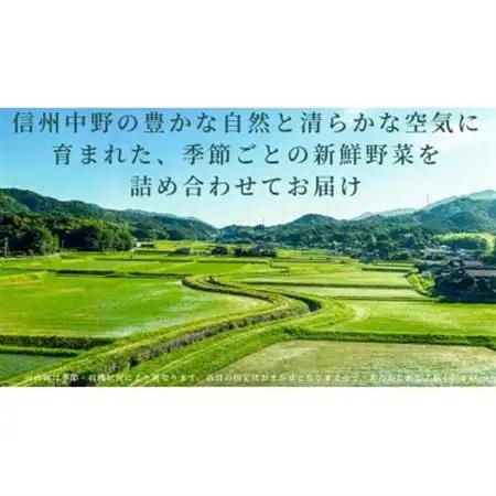 信州中野の 旬の新鮮野菜セット【野菜詰め合わせ】2kg以内【配送不可地域：離島】【1644930】