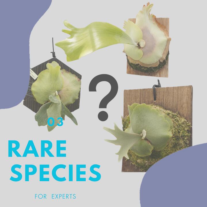 【ふるさと納税】レア品種 ビカクシダ板付（ランダムセレクト）