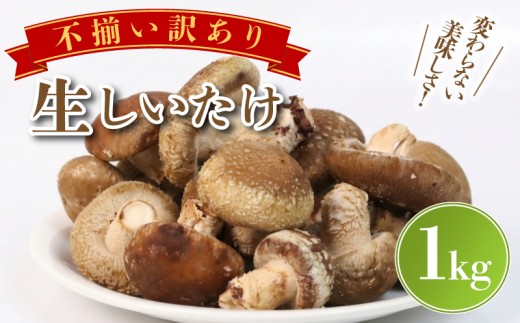 【予約受付中】 訳あり 不揃い 生しいたけ 1kg しいたけ シイタケ 生椎茸 菌床栽培 肉厚 キノコ 野菜 きのこ 出汁 煮物 味噌汁 炒め物 グリル 炊き込みご飯 国産 栽培期間中 農薬不使用 家庭用 簡易梱包 食物繊維 富士山 湧水 箱根 静岡県 三島市