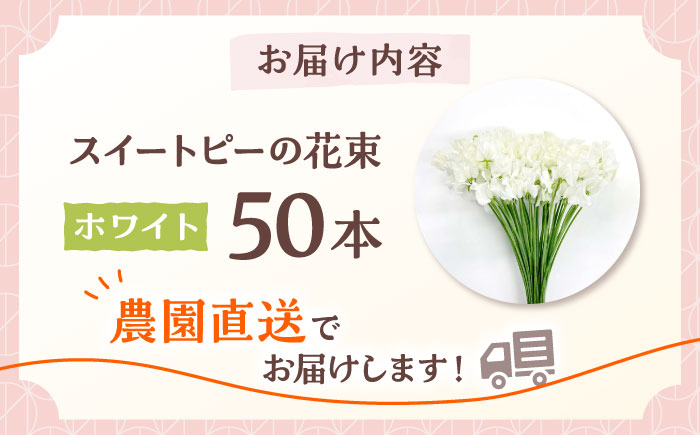 【R7年度12月以降発送】【生産農家直送！】スイートピー 花束 50本（ホワイト）【木下農園】生花 [IBW003]