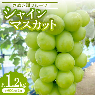 【ふるさと納税】「シャインマスカット」約1.2kg【2025年9月発送】【配送不可地域：離島】【1608476】