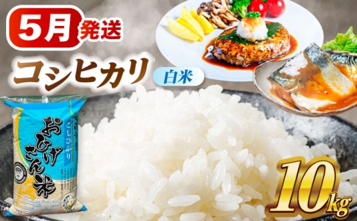 【5月発送】 コシヒカリ 白米 10㎏ 米 お米 10kg 10キロ 白米 精米 コメ ご飯 ごはん 愛知県産 国産 県産米 国産米 コシヒカリ こしひかり 発送 時期 選べる 産地直送 30000円 3万円 令和7年 愛西市 / 脇野コンバイン[AECP022-9]