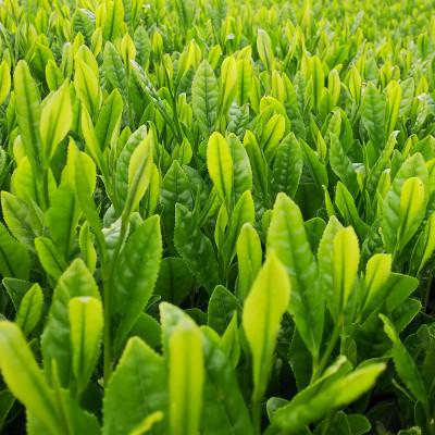 ふるさと納税 四日市市 水沢かぶせ茶お手軽なティーバックのセット　B |  | 03