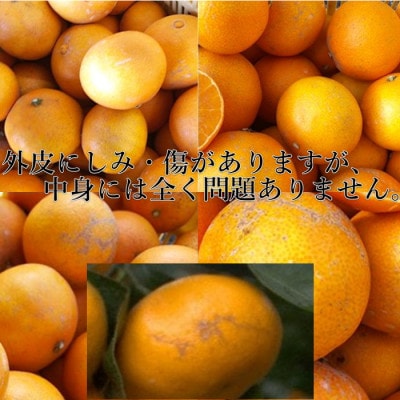 2025年11月発送開始　ぷるぷる食感!「 まどんな 」約3.5 キロ【 訳あり 】【C39−44】【配送不可地域：離島】【1419628】