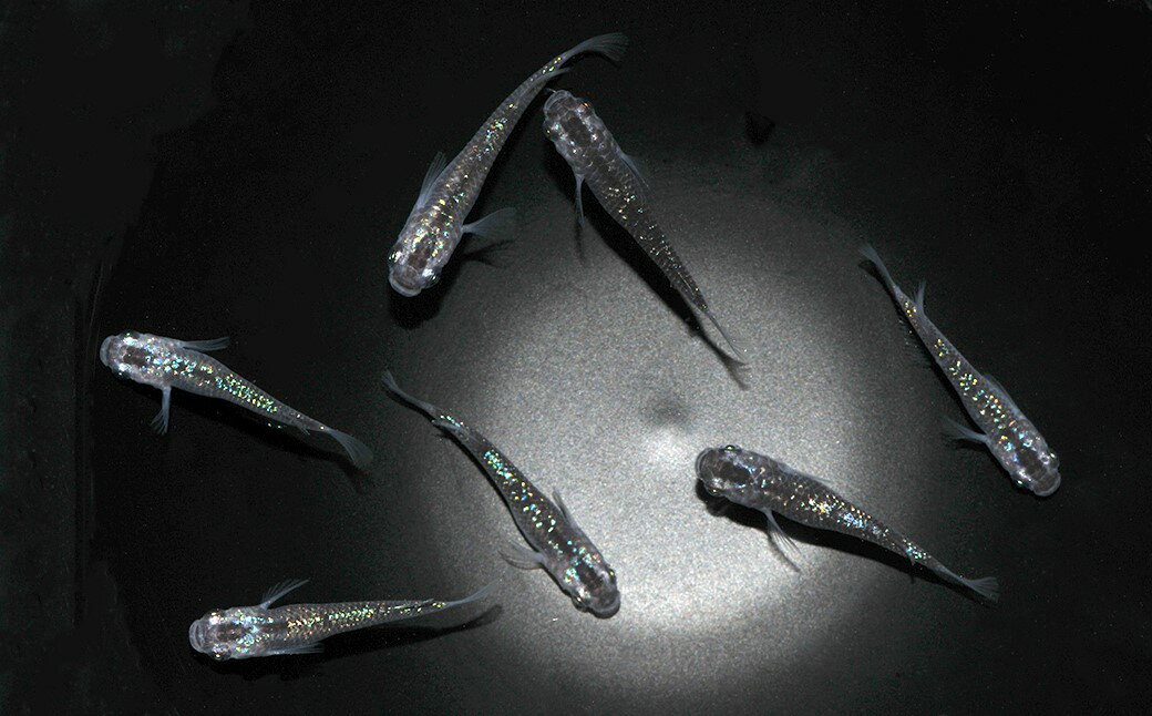 【ふるさと納税】0010-067～0010-051　メダカ「夜桜」（1～3ペア）