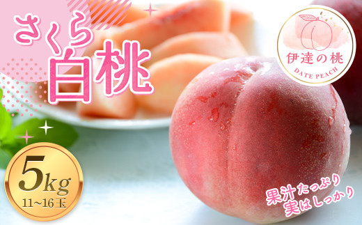 福島の桃 さくら 白桃5kg（11～16玉） 【あかい果樹園】 2025年出荷分 先行予約 フルーツ 果物 もも モモ momo F20C-913