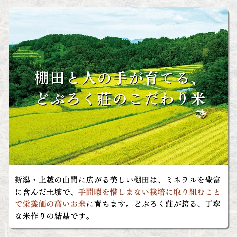 令和7年産 米 特別栽培米 コシヒカリ (白米) 10kg 10キロ 棚田米 どぶろく荘 こしひかり お米 コメ 送料無料