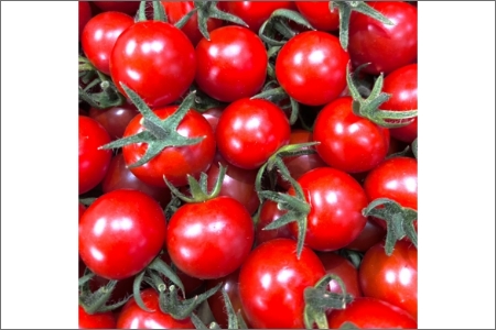 ミニトマト（キャロルセブン）2ｋｇ